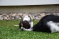 /album/stenata-6-5-tydne/dsc-0474-jpg1/